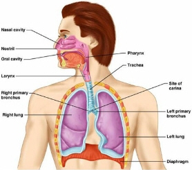 Principale boli respiratorii